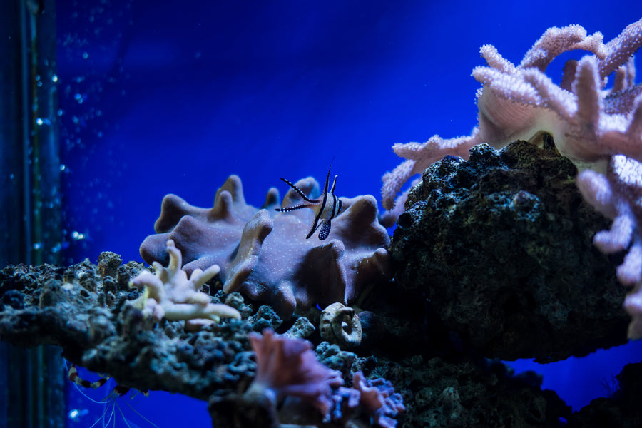 Ecosystem Kit